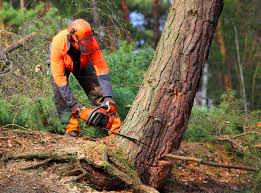 Reliable Lyman, MS Tree Removal and Landscaping Services Solutions